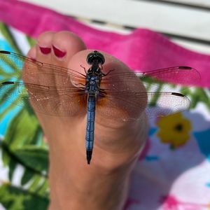 Meet your Posher, Caro